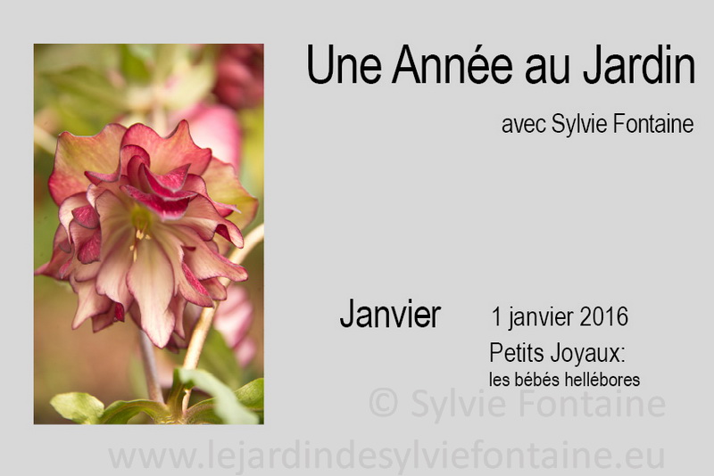 l'année du jardinier 1er numéro 